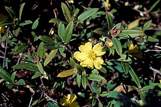<i>Hibbertia saligna</i> Species of flowering plant