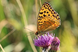 High brown fritillary (Argynnis adippe) form cleodoxa Macedonia.jpg