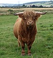Highland Cattle bull.jpg