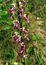 Vignette pour Himantoglossum caprinum