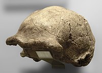 Homo erectus pekinensis Zhoukoudian III