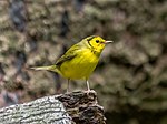 Thumbnail for File:Hooded warbler (60101).jpg