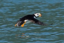 A horned puffin flying over the ocean Horned Puffin, near Chisik Island in Lower Cook Inlet, Alaska.jpg