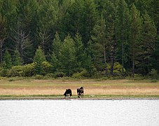 Chevaux sauvages.