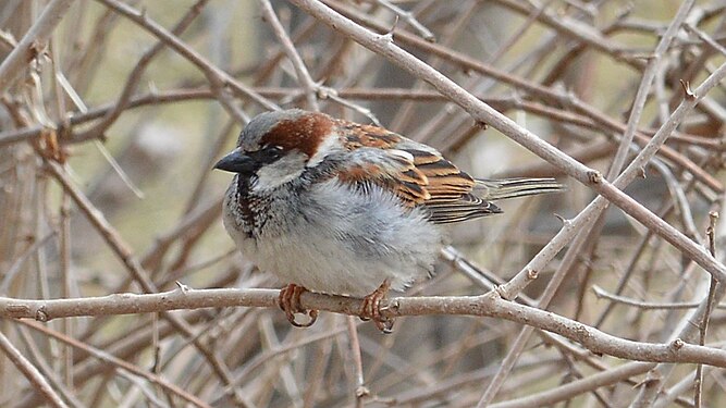 House Sparrow (Passer domesticus), Male