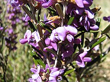 Hovea montana.jpg