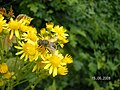 Eristalis tenax