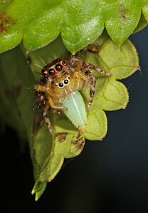 Hyllus treleaveni Jumping Spider avec de thyene Jumping Spider, Parc national Gorongosa, Mozambique (45442053131) .jpg