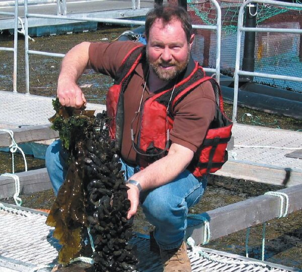 Blue mussels cultivated in proximity to Atlantic salmon in the Bay of Fundy, Canada