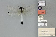 Idionyx minima Fraser, 1931 2350455766.jpg
