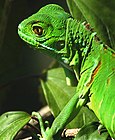 Iguana3.jpg