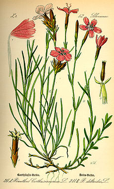 Dianthus carthusianorum, Dianthus deltoides