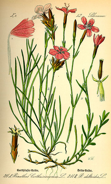 Dianthus