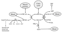Interaction between branched-chain amino acids and the purine nucleotide cycle in muscles Interaction between Branched-Chain Amino Acids and the Purine Nucleotide Cycle in muscles.png