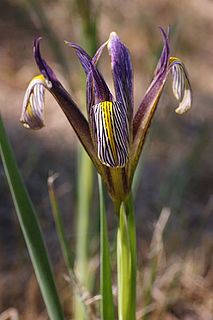 <i>Iris masia</i> Species of flowering plant