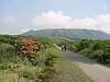 Mt. Mihara with azaleas in the front.