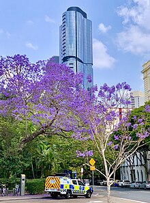 זריקה ארוכה של עץ ג'קארנדה, או Jacaranda mimosifolia, בצד הרחוב בבריסביין, אוסטרליה. העץ מכיל פרחי אינדיגו חיוורים מובהקים המושטים על הכביש.