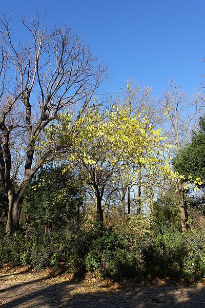 File:Jardin du Luxembourg @ Paris (31320780605).jpg