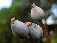 Coix lacryma-jobi, fruits.