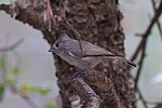 Thumbnail for File:Juniper Titmouse - D &amp; Y - Walker House - Paradise - AZ - 2015-08-30at12-42-5913 (21626250312).jpg