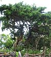 Juniperus brevifolia.jpg