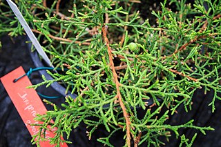 <i>Juniperus gracilior</i> Species of conifer