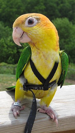A harnessed pet juvenile black-legged parrot Juvenile White-bellied Caique - pet in a harness.JPG