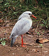 Kagu