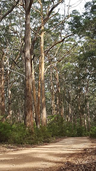 <i>Eucalyptus diversicolor</i> Species of eucalyptus