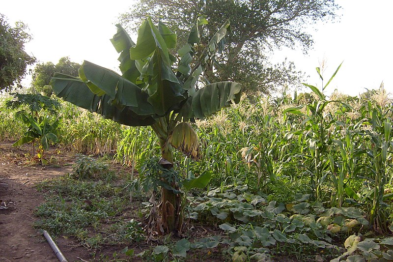 File:KedougouBananas.jpg