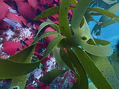 Kelp and red seaweeds on the reef