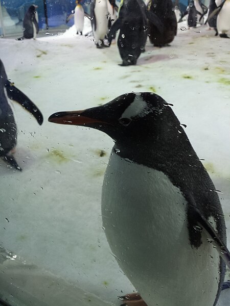 File:King penguins.jpg