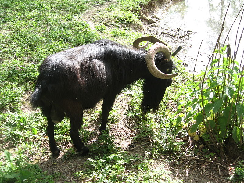 File:Košice ZOO11.jpg