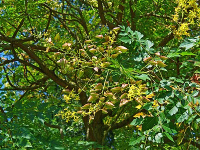 Koelreuteria paniculata Infrutescence