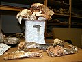коски од пештерски лав пронајдени во јамата Вртара Мала во Драмаљ, изложена во хрватскиот природнонаучен музеј