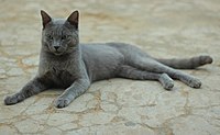 List of cat breeds - Wikiwand