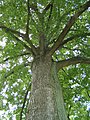 Čeština: Kamenický Šenov - památná lípa velkolistá, koruna English: Kamenický Šenov - the famous Tilia platyphyllos, treetop