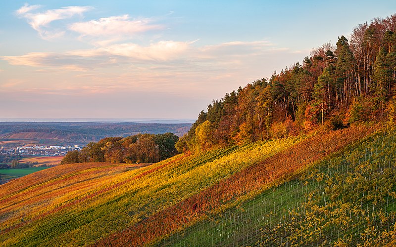 File:Löwenstein - Wolfertsberg - Weinberge und Waldrand im Oktober.jpg