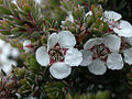 Thumbnail for Leptospermum lanigerum