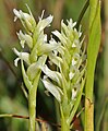 Ladies' tresses, closeup of flower coils