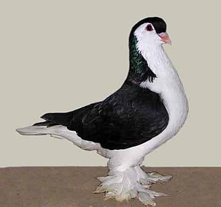 Lahore pigeon Breed of pigeon