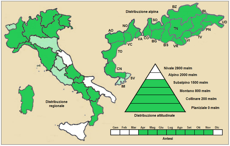 File:Lamium album - Distribuzione.png