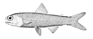 <i>Lampadena speculigera</i> Species of fish