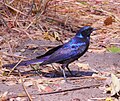 (Lamprotornis mevesii, cat.)