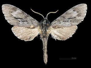 <i>Lapara coniferarum</i> Species of moth