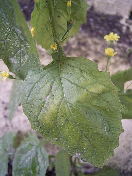 File:Lapsana communis leaf.jpg