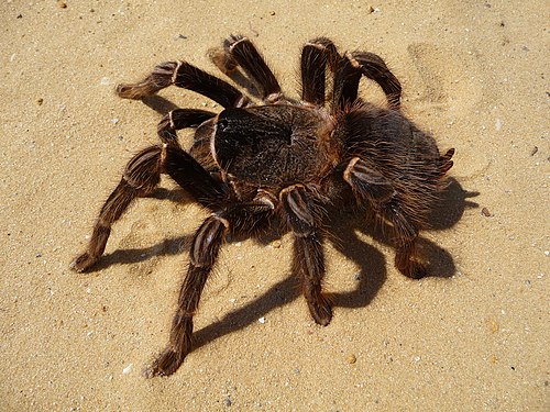 Brazilian salmon pink tarantuala