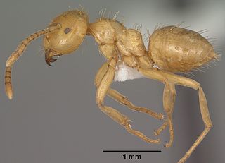 <i>Lasius colei</i> Species of ant