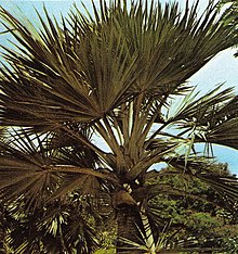 Latanier palm Seychelles.jpg