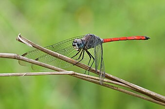 Asiatic Blood Tail Lathrecista asiatica male